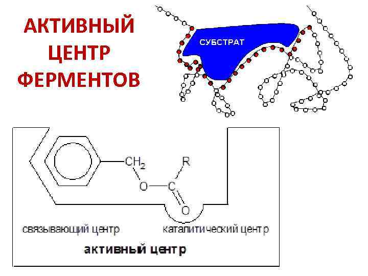 АКТИВНЫЙ ЦЕНТР ФЕРМЕНТОВ 