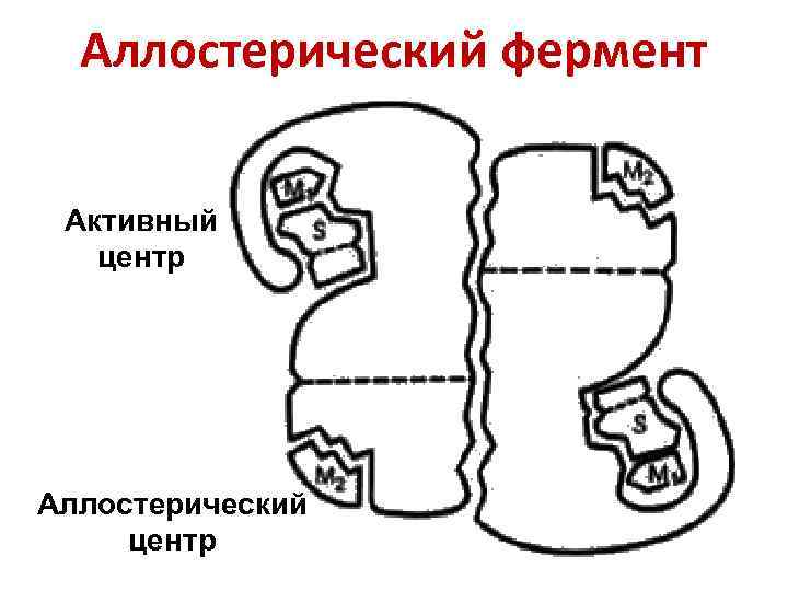 Аллостерический фермент Активный центр Аллостерический центр 