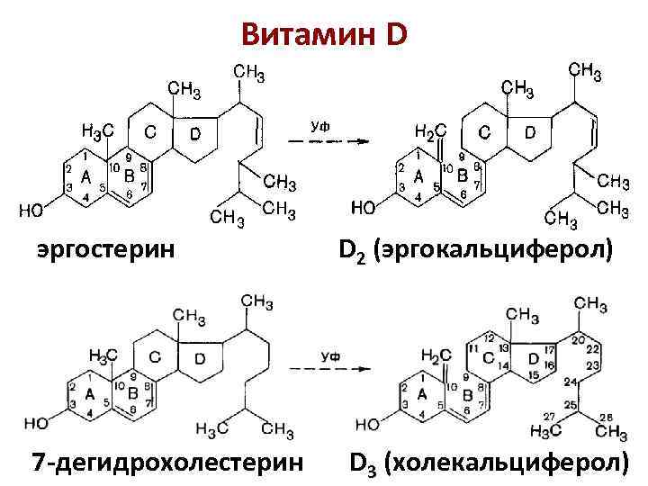 Витамин D эргостерин 7 -дегидрохолестерин D 2 (эргокальциферол) D 3 (холекальциферол) 