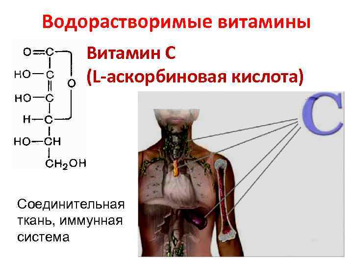 Водорастворимые витамины Витамин С (L-аскорбиновая кислота) Соединительная ткань, иммунная система 