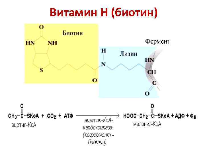 Витамин Н (биотин) 
