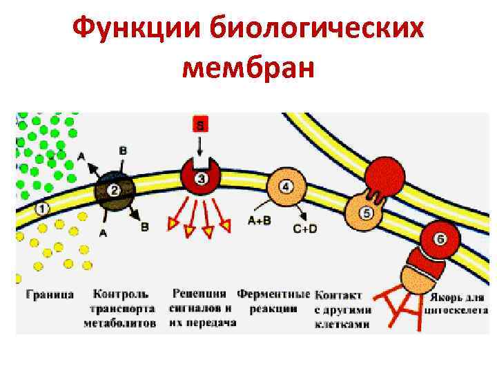 Функции биологических мембран 