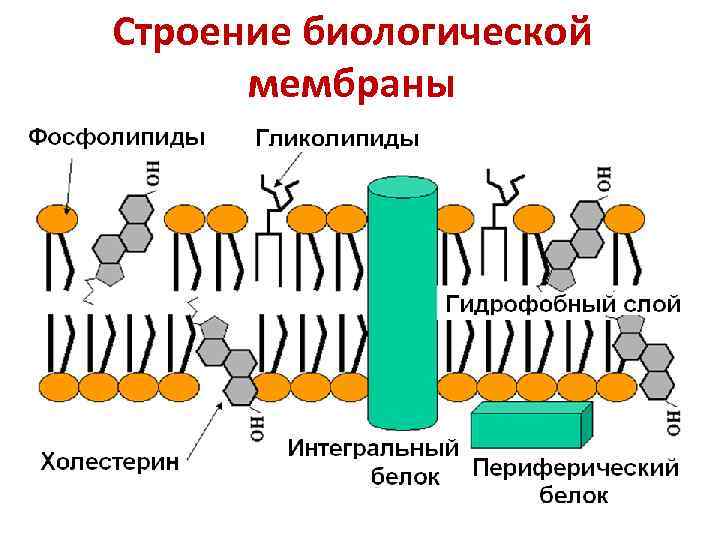 Строение биологической мембраны 