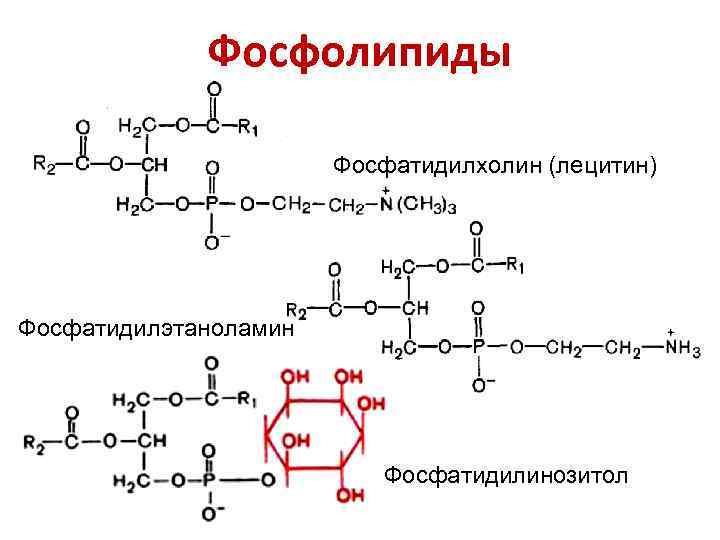 Схема образования фосфатидилхолина