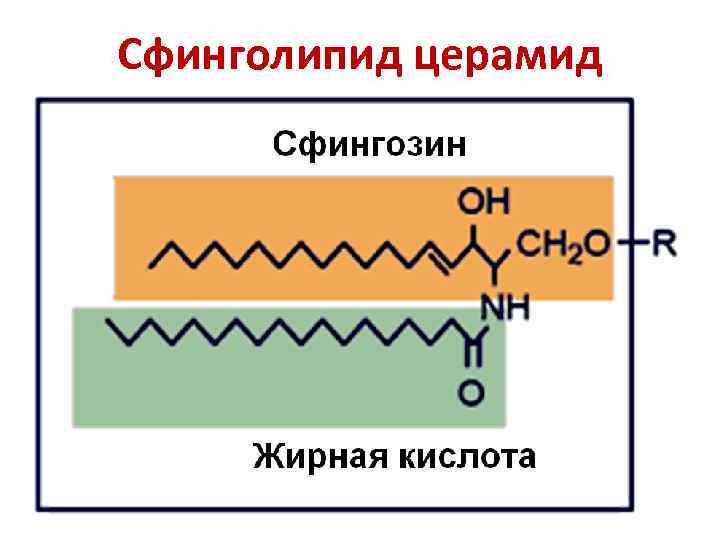 Сфинголипид церамид 