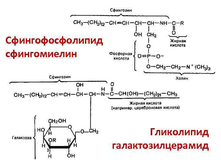 Сфингофосфолипид сфингомиелин Гликолипид галактозилцерамид 