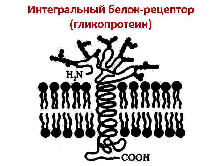 Интегральный белок-рецептор (гликопротеин) 