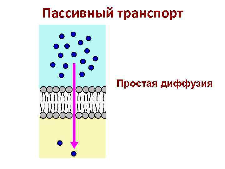 Осмос транспорт веществ. Пассивный транспорт облегченная диффузия. Пассивная диффузия схема. Простая диффузия и облегченная диффузия. Простая диффузия облегченная диффузия осмос.