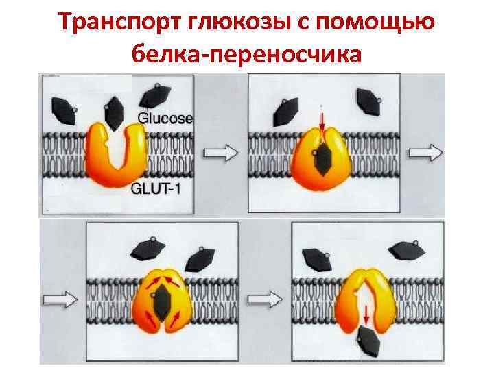 Транспорт глюкозы с помощью белка-переносчика 