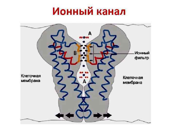 Ионный канал 