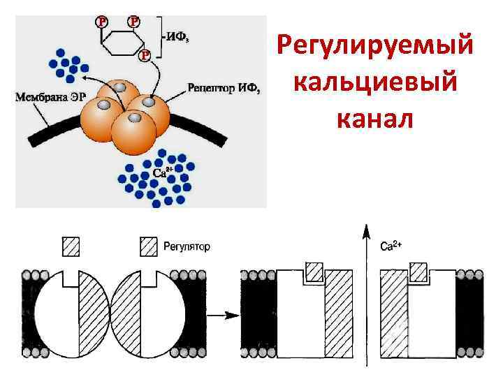 Регулируемый кальциевый канал 