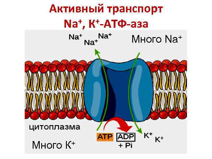 Активный транспорт Na+, К+-АТФ-аза Много Na+ Много К+ 
