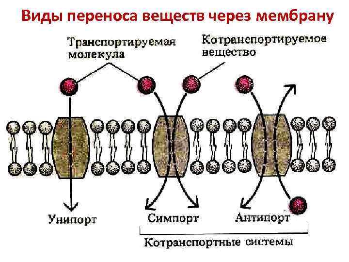 Транспорт клеточной мембраны