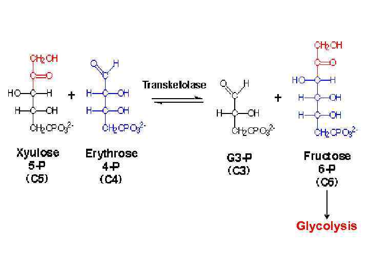 Glycolysis 