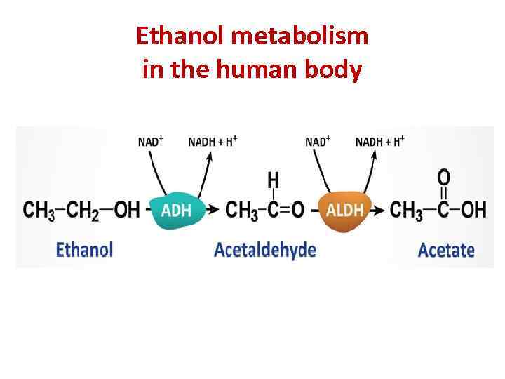 Ethanol metabolism in the human body 