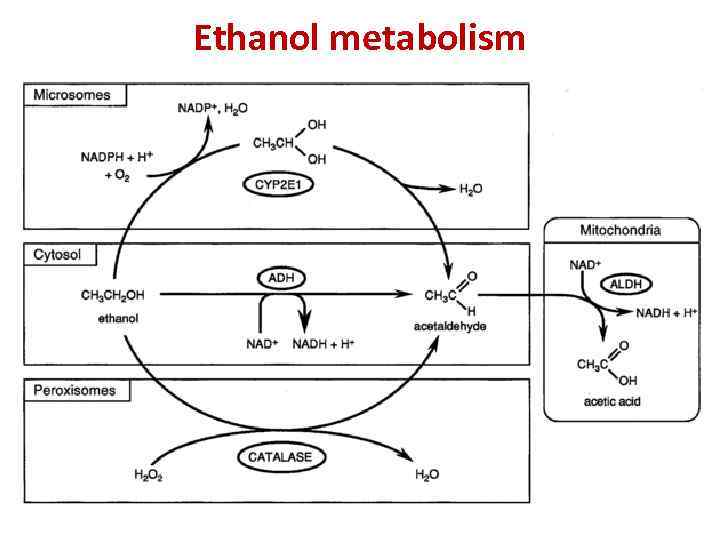 Ethanol metabolism 