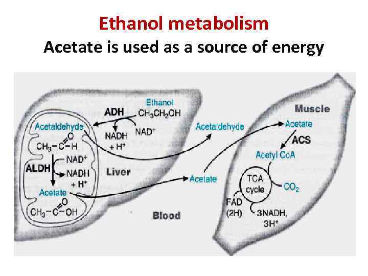 Ethanol metabolism Acetate is used as a source of energy 