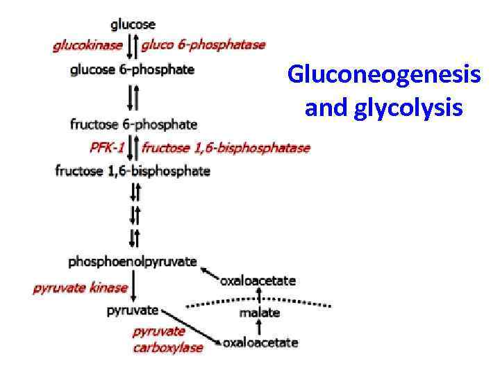 Gluconeogenesis and glycolysis 