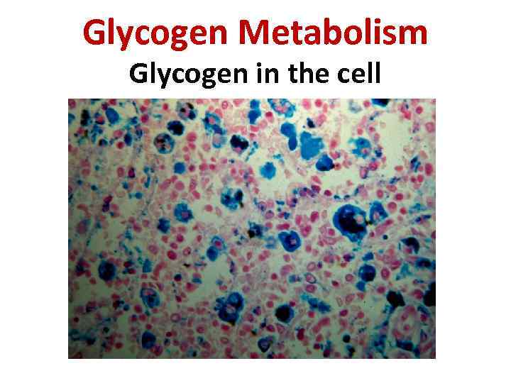 Glycogen Metabolism Glycogen in the cell 