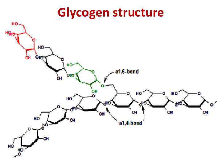 Glycogen structure 