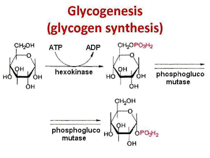 Glycogenesis (glycogen synthesis) 