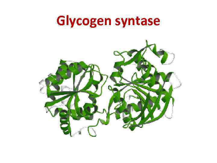 Glycogen syntase 