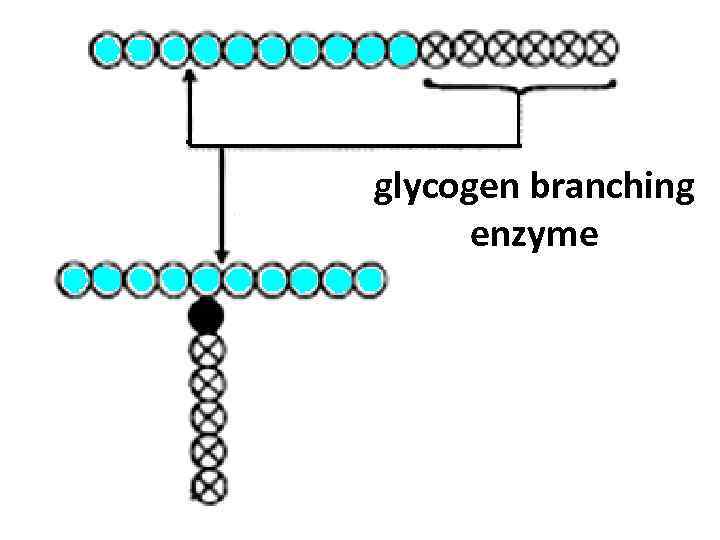 glycogen branching enzyme 