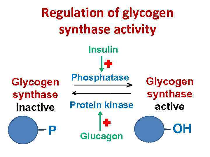 Regulation of glycogen synthase activity Insulin Glycogen synthase inactive P Phosphatase Protein kinase Glucagon