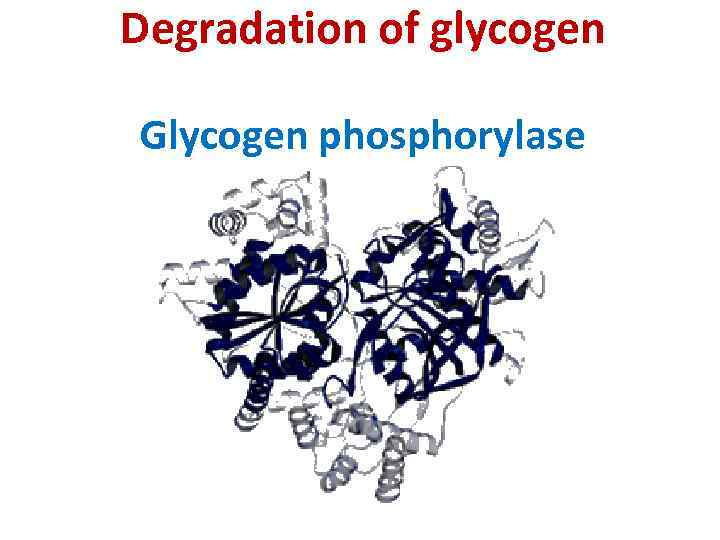 Degradation of glycogen Glycogen phosphorylase 