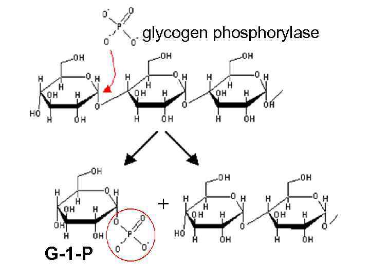 glycogen phosphorylase G-1 -P 