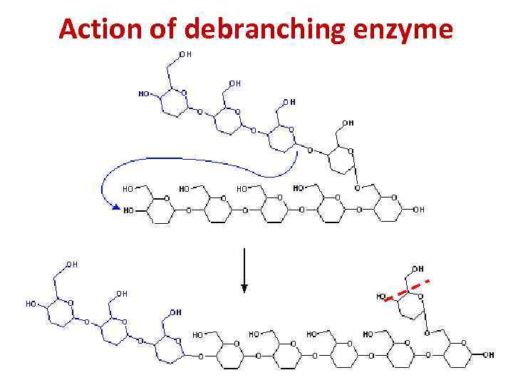 Action of debranching enzyme 