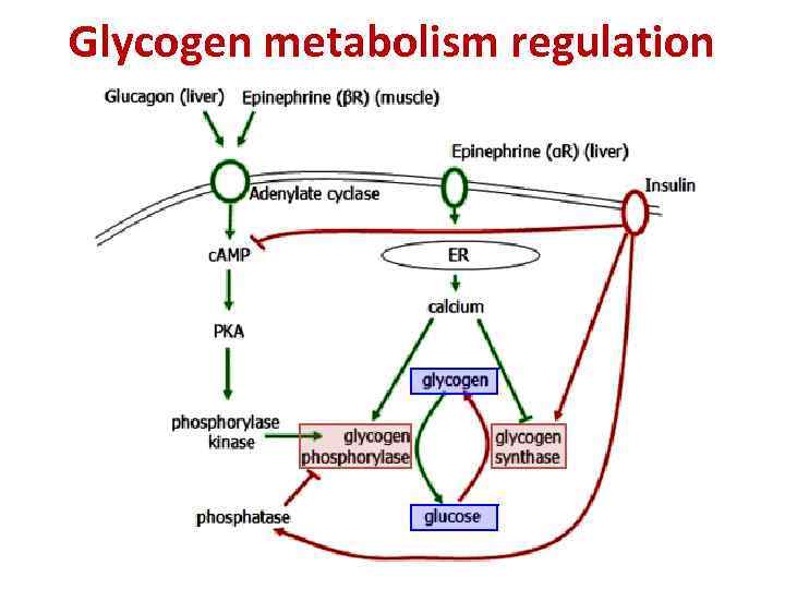 Glycogen metabolism regulation 