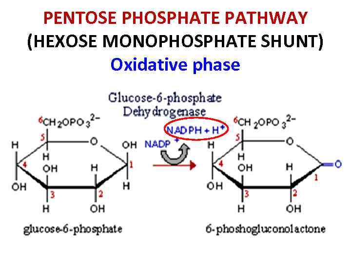 PENTOSE PHOSPHATE PATHWAY (HEXOSE MONOPHOSPHATE SHUNT) Oxidative phase 