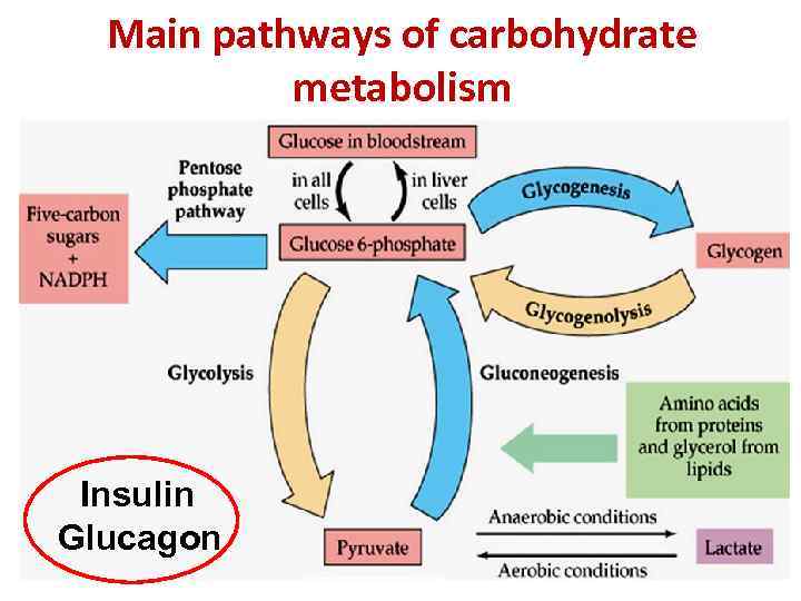 Main pathways of carbohydrate metabolism Insulin Glucagon 