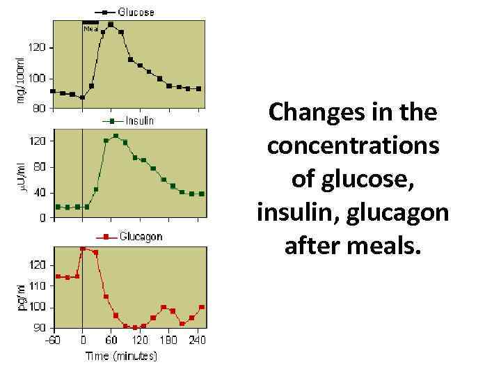 Changes in the concentrations of glucose, insulin, glucagon after meals. 
