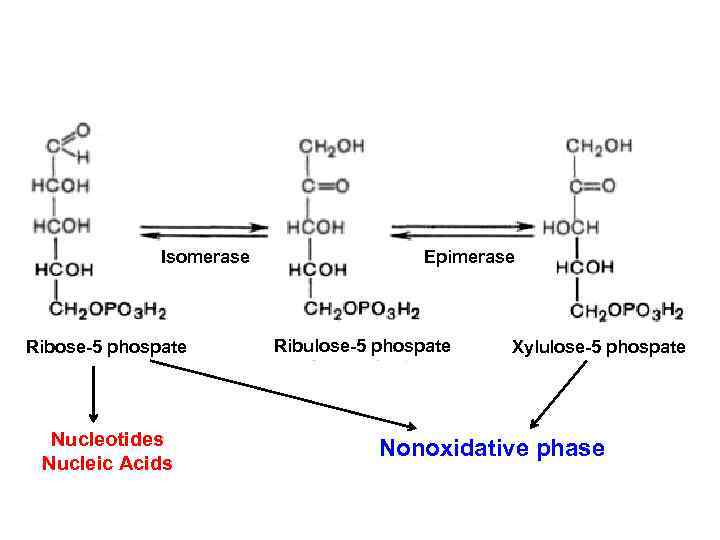Isomerase Ribose-5 phospate Nucleotides Nucleic Acids Epimerase Ribulose-5 phospate Xylulose-5 phospate Nonoxidative phase 
