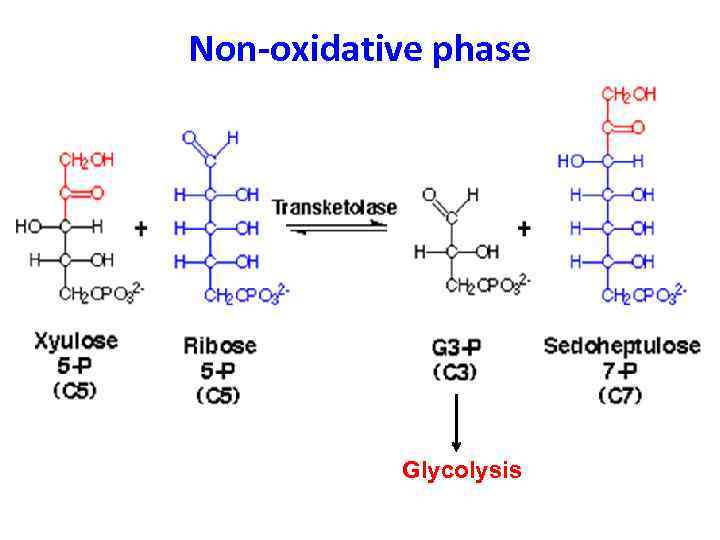 Non-oxidative phase Glycolysis 