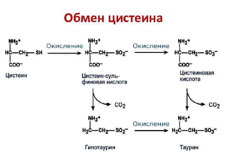 Обмен цистеина 