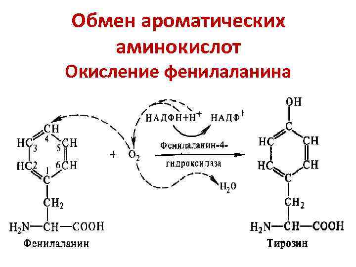 Обмен ароматических аминокислот Окисление фенилаланина 