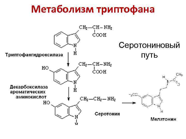 Метаболизм триптофана Серотониновый путь 