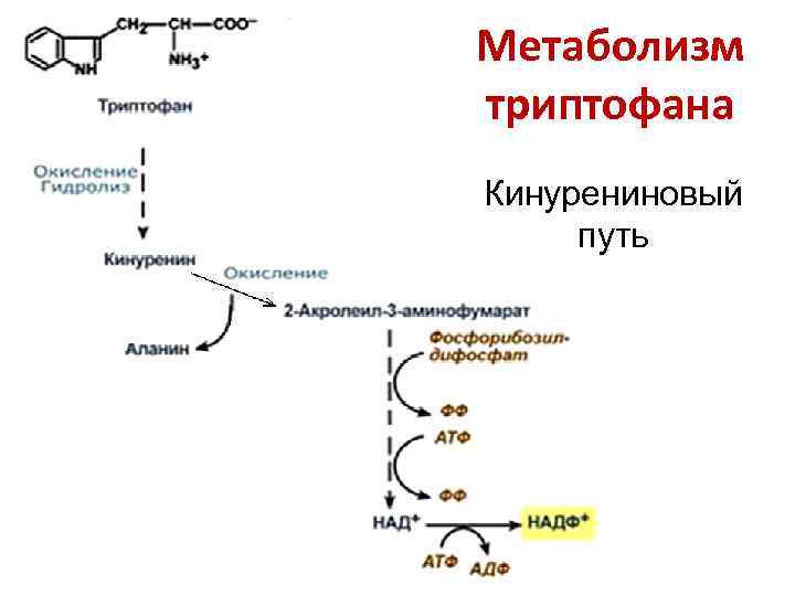 Метаболизм триптофана Кинурениновый путь 