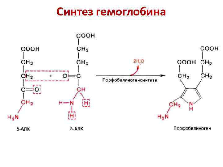 Синтез гемоглобина 