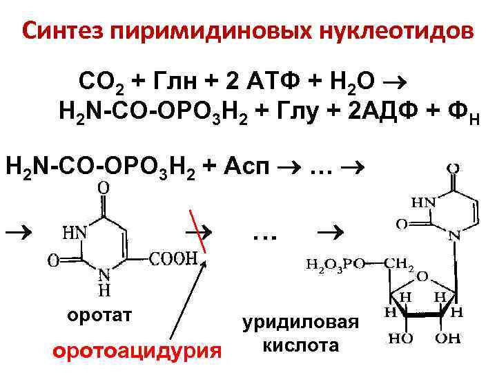 Синтез пиримидиновых нуклеотидов СО 2 + Глн + 2 АТФ + Н 2 О