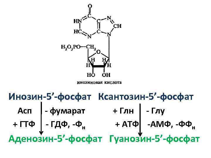 Инозин-5’-фосфат Ксантозин-5’-фосфат + Асп + ГТФ - фумарат - ГДФ, -Фн + Глн -