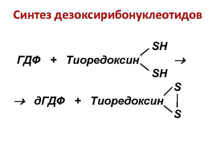 Синтез дезоксирибонуклеотидов SН ГДФ + Тиоредоксин SН д. ГДФ + Тиоредоксин S S 