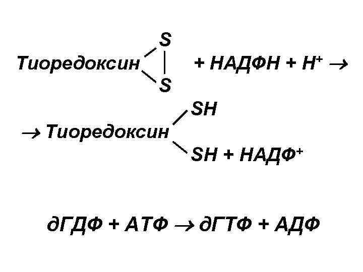 S Тиоредоксин + НАДФН + Н+ S Тиоредоксин SH SH + НАДФ+ д. ГДФ