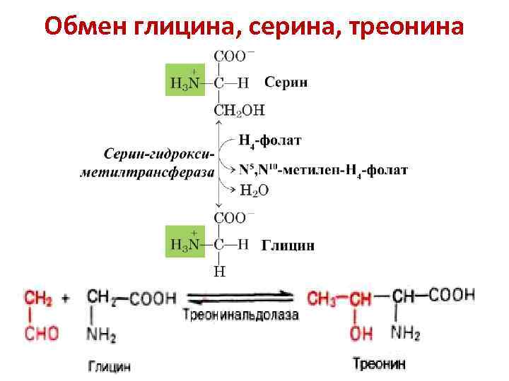 Обмен глицина, серина, треонина 