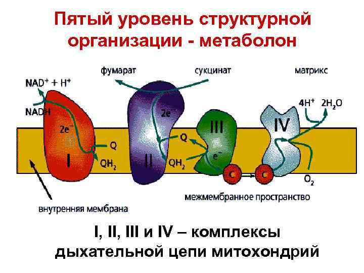 Пятый уровень структурной организации - метаболон I, III и IV – комплексы дыхательной цепи