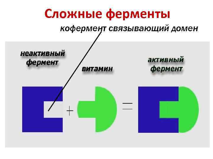 Сложные ферменты кофермент связывающий домен 