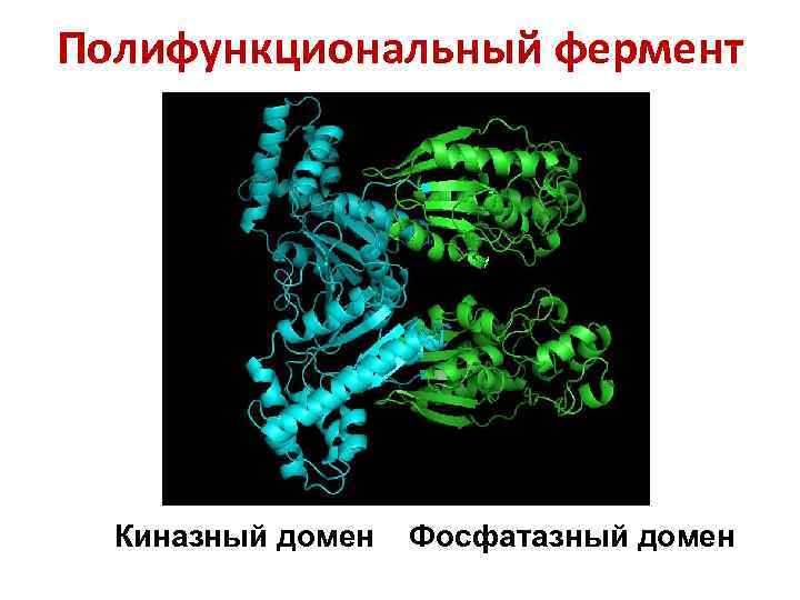 Полифункциональный фермент Киназный домен Фосфатазный домен 